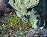 This is my salt water aquarium