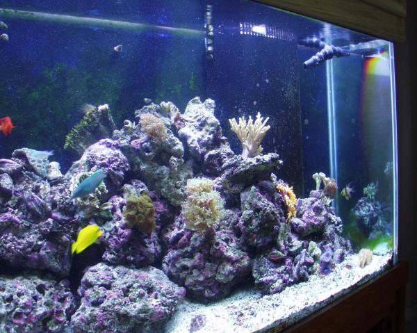 This is my salt water aquarium