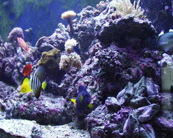 This is my salt water aquarium