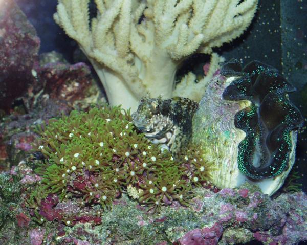 This is my salt water aquarium