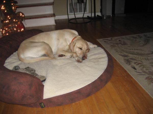 our lab sadie isnt she cute, shes a great bird dog.